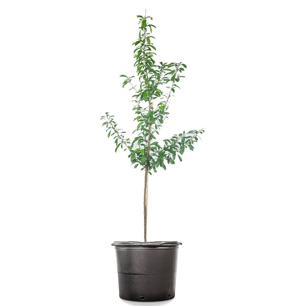 3 Gal. Tree Plum